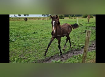 KWPN, Hengst, veulen (04/2024), 170 cm, Donkerbruin