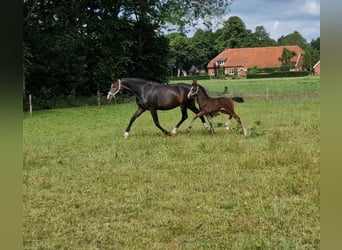 KWPN, Hengst, veulen (04/2024), 170 cm, Donkerbruin