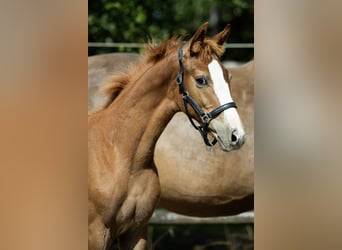KWPN, Hengst, Veulen (04/2026), 170 cm