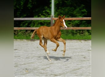 KWPN, Hengst, veulen (05/2024), 170 cm, Roodvos