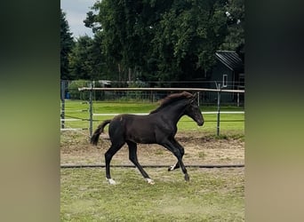 KWPN, Hengst, Veulen (04/2025), 170 cm, Zwartbruin