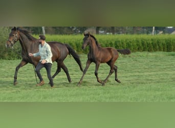 KWPN, Hengst, Veulen (05/2025), 172 cm, Zwartbruin