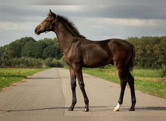 KWPN, Hengst, veulen (04/2024), 173 cm, Donkerbruin