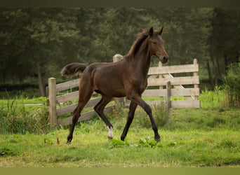 KWPN, Hengst, veulen (04/2024), 173 cm, Donkerbruin