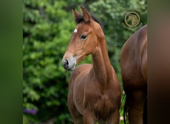 KWPN, Hengst, veulen (05/2024), Brauner