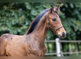 KWPN, Hengst, veulen (06/2023), Brauner