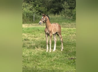 KWPN, Hengst, Veulen (07/2025), Brown Falb schimmel