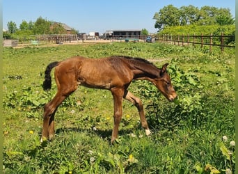 KWPN, Hengst, Veulen (05/2025), Bruin