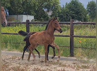 KWPN, Hengst, Veulen (05/2025), Bruin