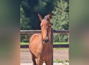 KWPN, Hengst, Veulen (05/2025), Bruin