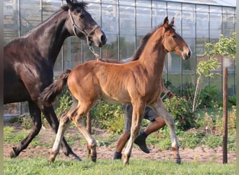 KWPN, Hengst, Veulen (03/2025), Bruin