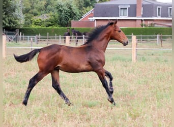KWPN, Hengst, Veulen (03/2025), Bruin