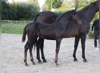 KWPN, Hengst, veulen (06/2024), Bruin