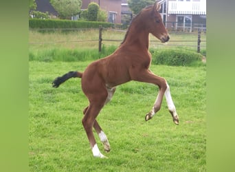 KWPN, Hengst, , Bruin