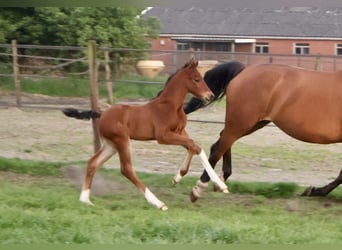 KWPN, Hengst, , Bruin