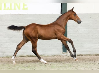 KWPN, Hengst, Veulen (05/2026), Bruin