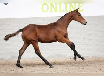 KWPN, Hengst, Veulen (05/2026), Bruin