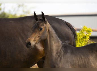 KWPN, Hengst, Veulen (04/2025), Bruin