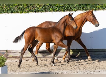 KWPN, Hengst, Veulen (05/2026), Bruin