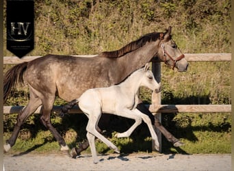 KWPN, Hengst, Veulen (01/2026), Buckskin
