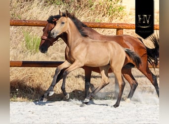 KWPN, Hengst, Veulen (01/2026), Buckskin