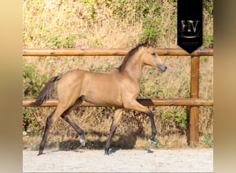 KWPN, Hengst, Veulen (01/2026), Buckskin