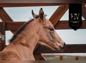 KWPN, Hengst, Veulen (01/2026), Buckskin