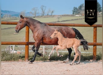 KWPN, Hengst, Veulen (01/2026), Buckskin
