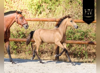 KWPN, Hengst, Veulen (01/2026), Buckskin