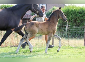 KWPN, Hengst, Veulen (05/2025), Donkerbruin