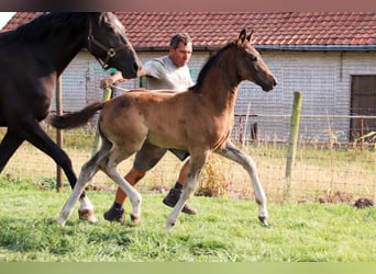 KWPN, Hengst, Veulen (05/2025), Donkerbruin