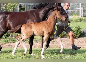 KWPN, Hengst, Veulen (05/2025), Donkerbruin