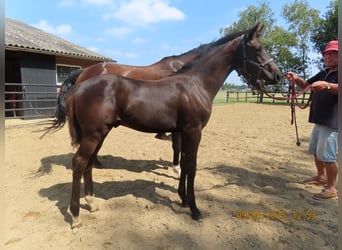 KWPN, Hengst, Veulen (01/2025), Donkerbruin