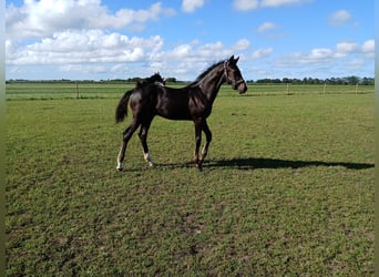 KWPN, Hengst, Veulen (04/2025), Donkerbruin