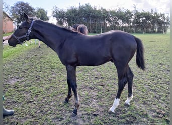 KWPN, Hengst, Veulen (04/2025), Donkerbruin