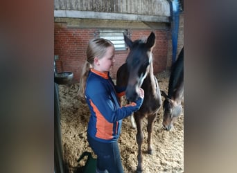 KWPN, Hengst, Veulen (04/2025), Donkerbruin