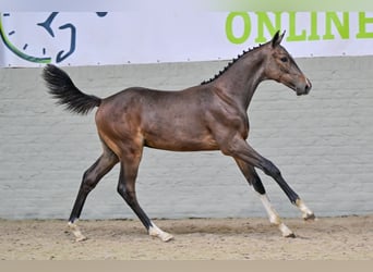 KWPN, Hengst, Veulen (04/2026), Donkerbruin