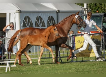 KWPN, Hengst, Veulen (05/2025), Donkere-vos