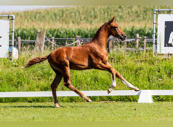 KWPN, Hengst, veulen (04/2024), Donkere-vos