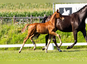 KWPN, Hengst, veulen (04/2024), Donkere-vos