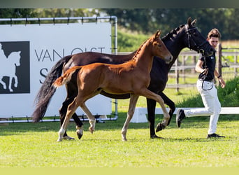 KWPN, Hengst, veulen (04/2024), Donkere-vos