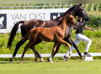 KWPN, Hengst, veulen (04/2024), Donkere-vos