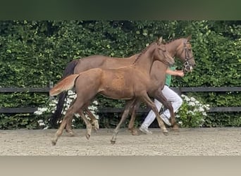 KWPN, Hengst, Veulen (03/2025), Donkere-vos