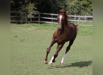KWPN, Hengst, veulen (04/2023), Donkere-vos