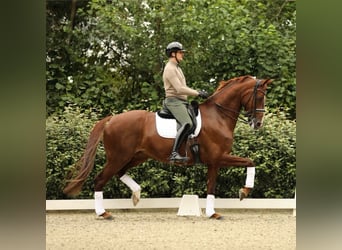 KWPN, Hengst, Veulen (04/2025), Donkere-vos