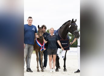 KWPN, Hengst, Veulen (05/2025)