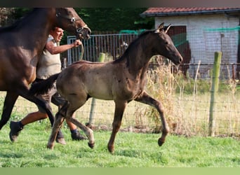 KWPN, Hengst, Veulen (04/2025)