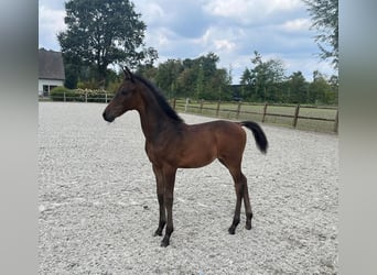 KWPN, Hengst, Veulen (06/2026)