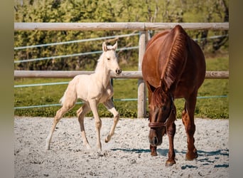 KWPN, Hengst, Veulen (01/2026), Palomino
