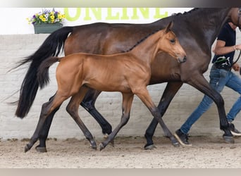 KWPN, Hengst, Veulen (04/2026), Roodbruin